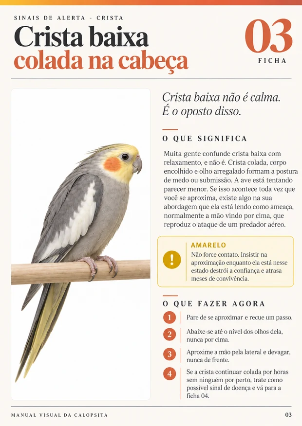 Ficha 2 do Manual Visual da Calopsita
